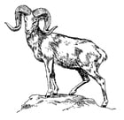 Disegni da colorare Argalì - capra della montagna