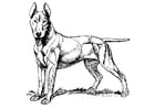 cane - Bull Terrier