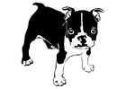 Disegni da colorare cane - bulldog francese