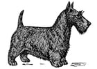 cane - terrier scozzese