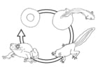 Disegni da colorare ciclo di vita della rana