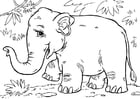 Disegni da colorare elefante asiatico