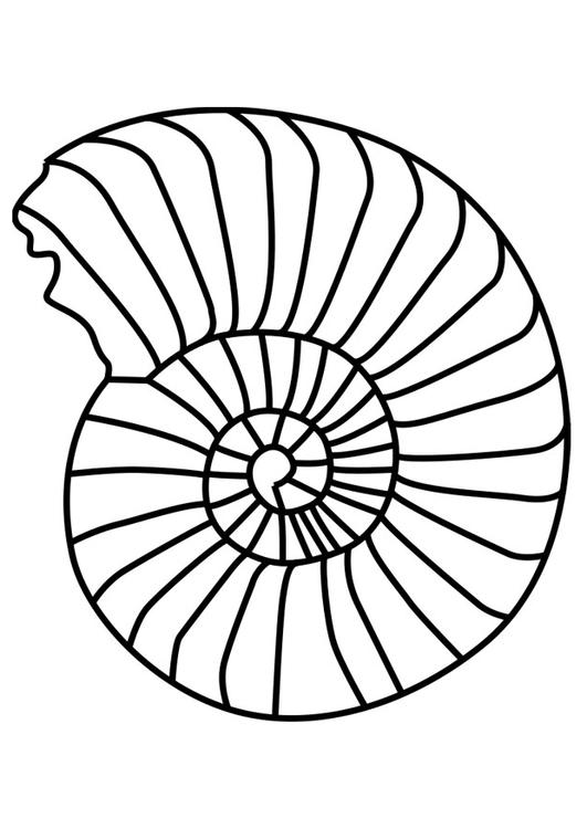 mollusco ammonite