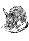 ratto - bandicoot