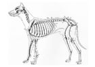 scheletro di cane