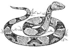 serpente moccassino