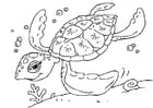 tartaruga di mare