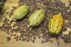 Foto semi di cacao
