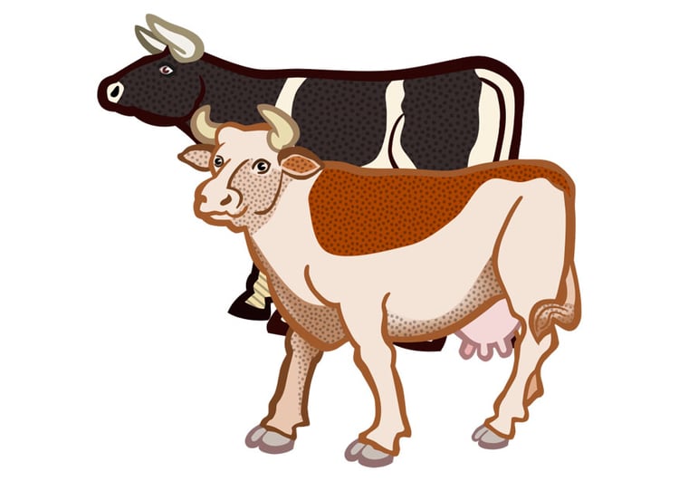 immagine 2 mucche