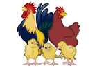 gallo, gallina e pulcini