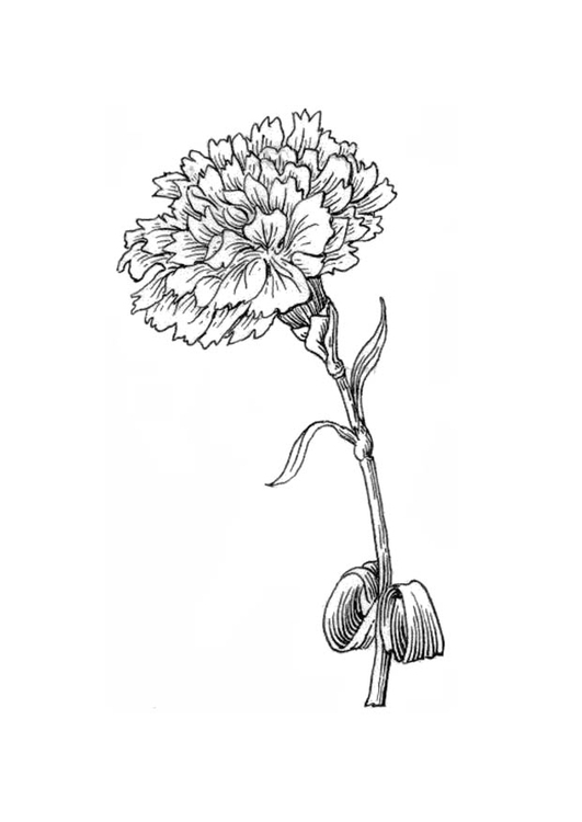 Disegno da colorare fiore - garofano