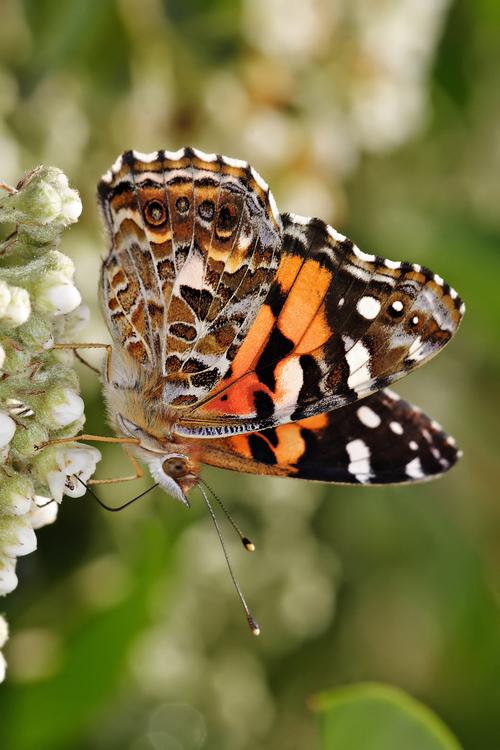 farfalla - painted lady australiana