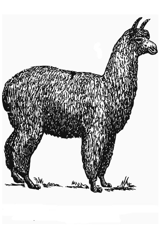 Disegno da colorare alpaca