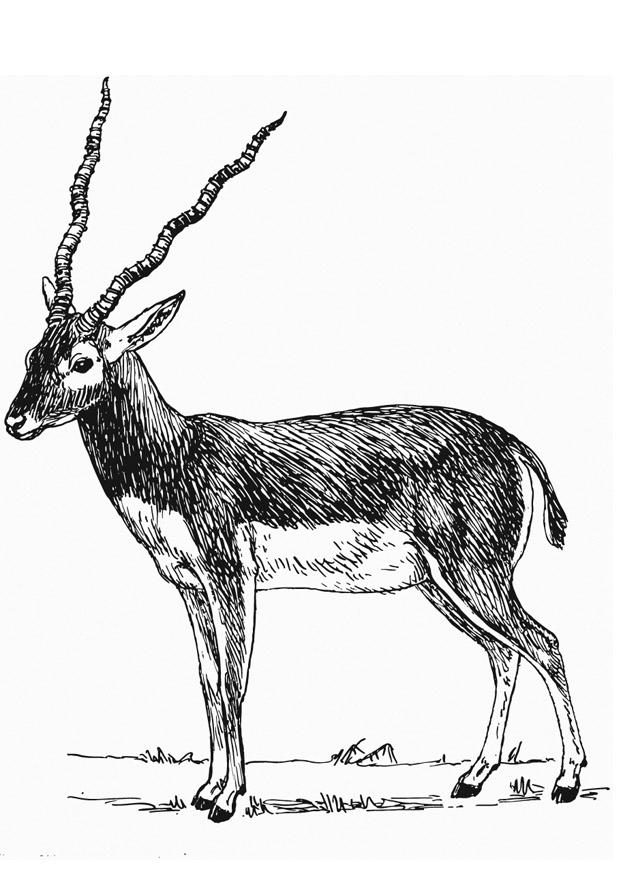 Disegno da colorare antilope