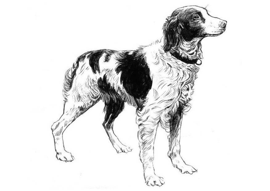 Disegno da colorare cane -  spaniel