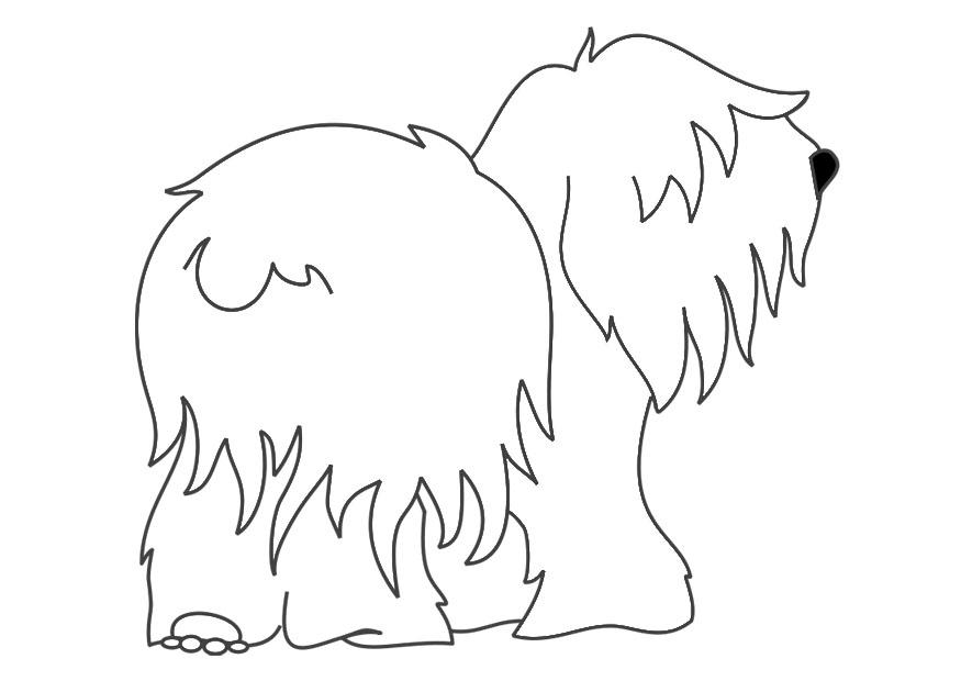 Disegno da colorare cane - bobtail