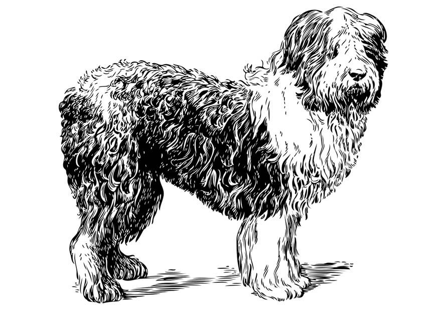 Disegno da colorare cane - pastore delle valle