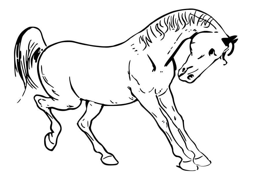 Disegno da colorare cavallo