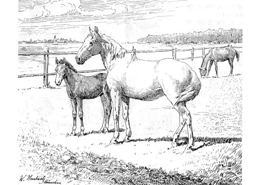 Disegno da colorare cavallo e puledro