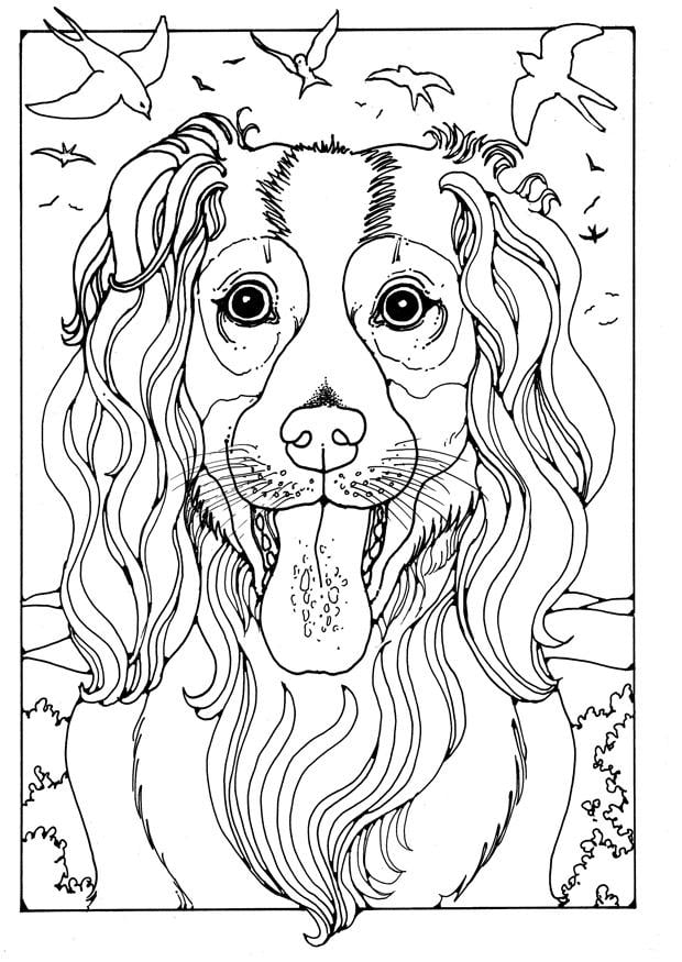 Disegno da colorare collie