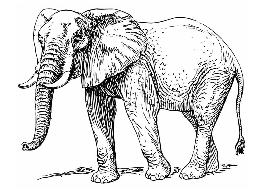 Disegno da colorare elefante