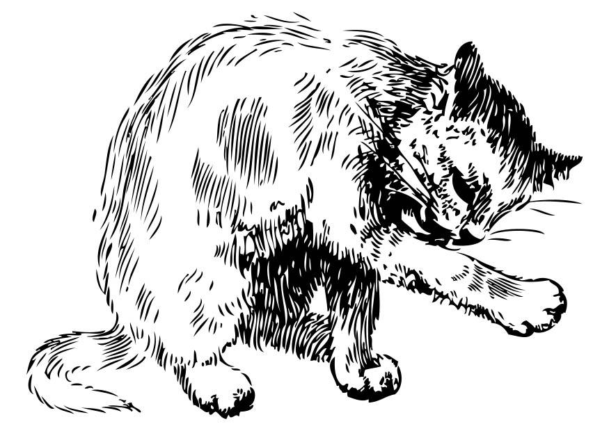 Disegno da colorare gatto