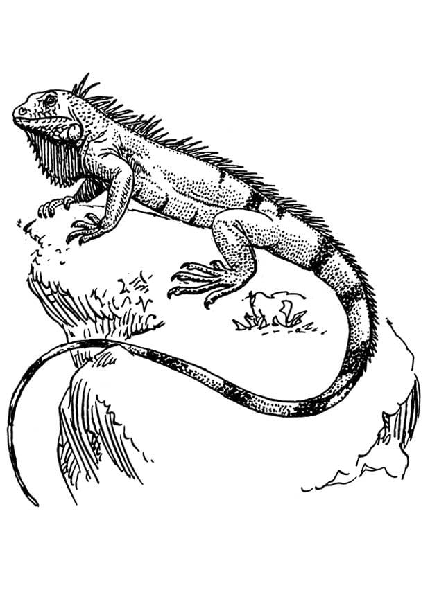 Disegno da colorare iguana