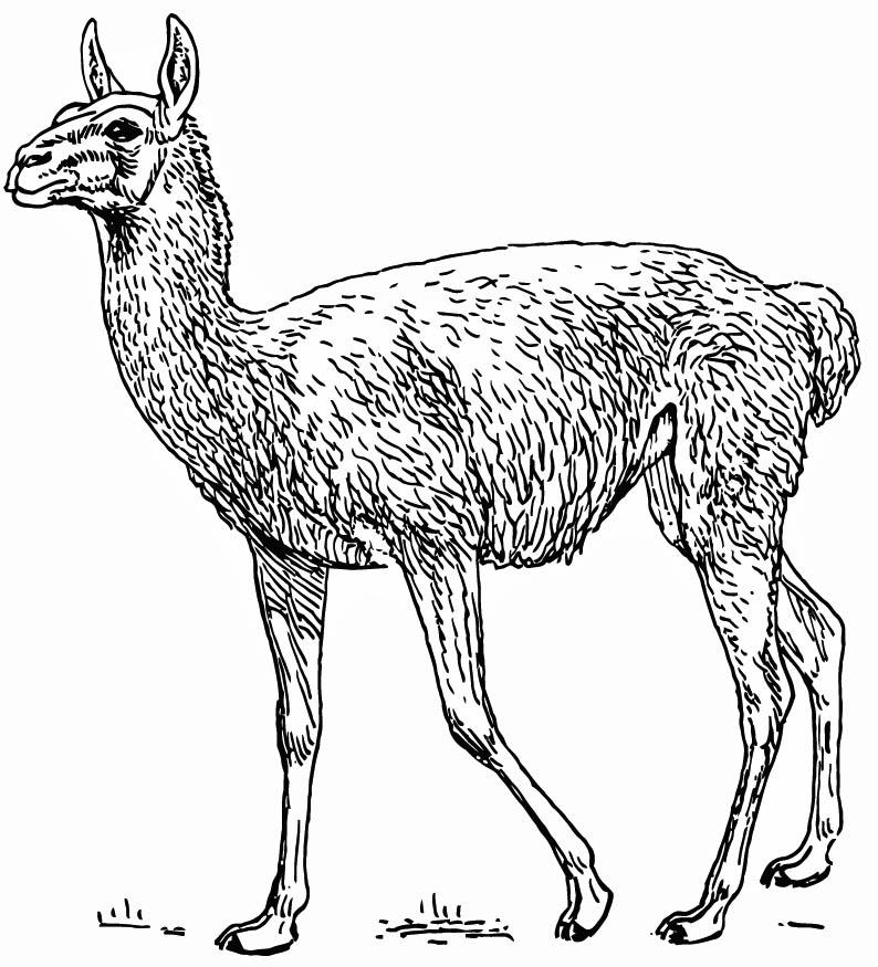 Disegno da colorare lama - guanaco