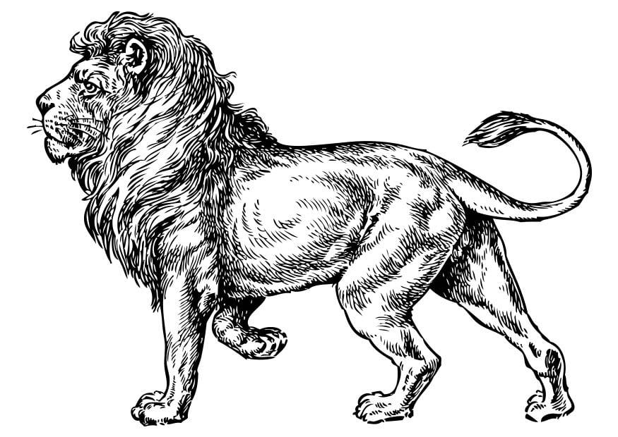 Disegno da colorare leone