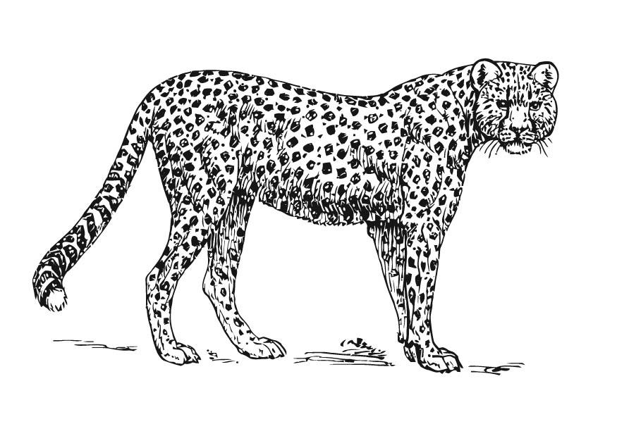 Disegno da colorare leopardo