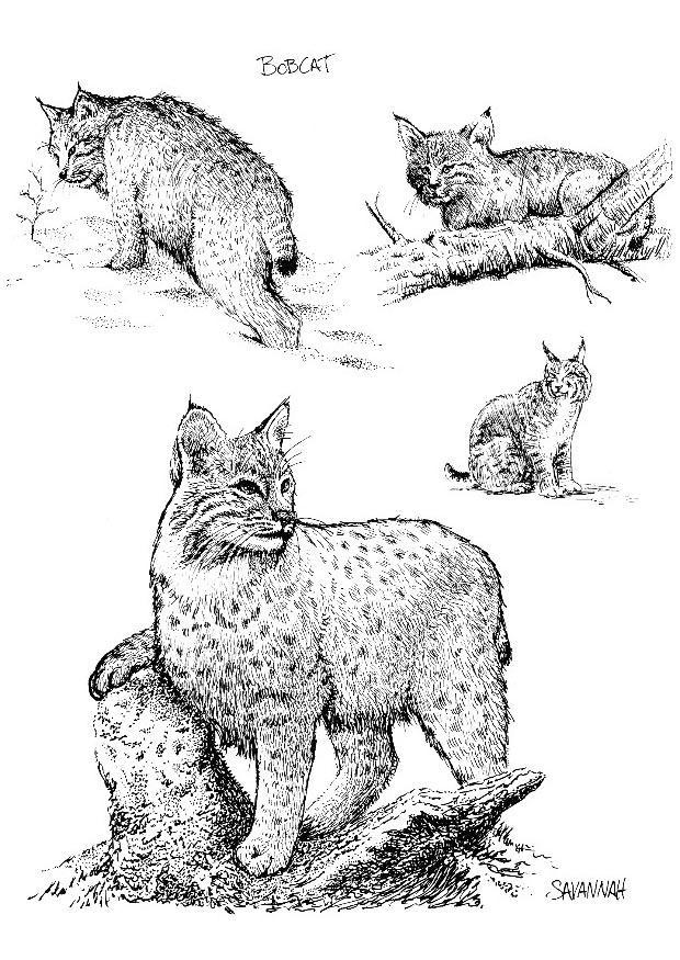 Disegno da colorare lince