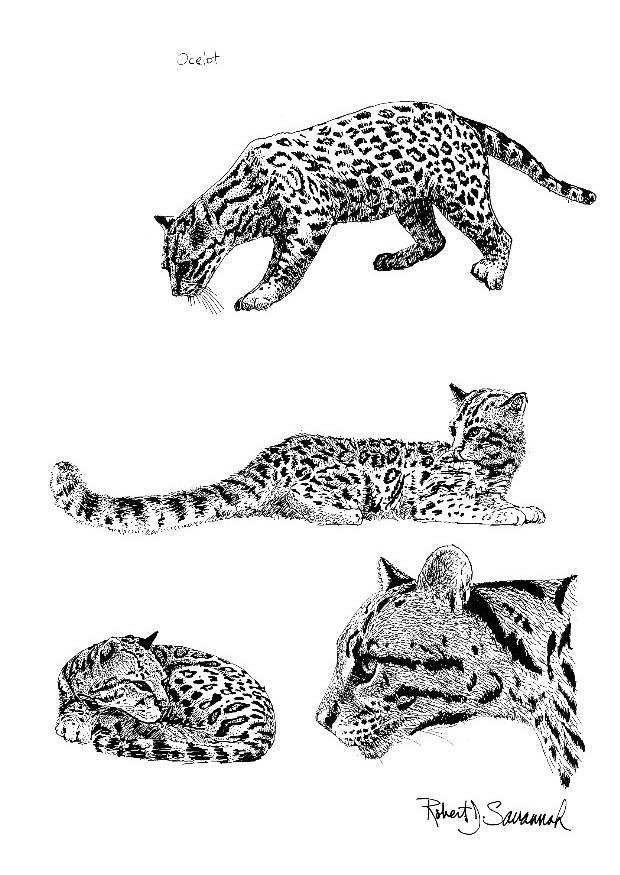 Disegno da colorare ocelot