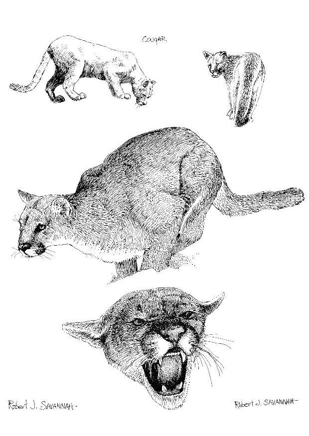 Disegno da colorare puma