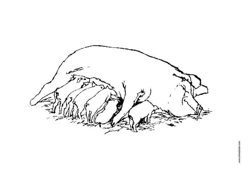 Disegno da colorare scrofa