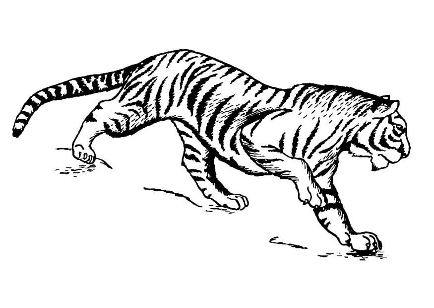 Disegno da colorare tigre