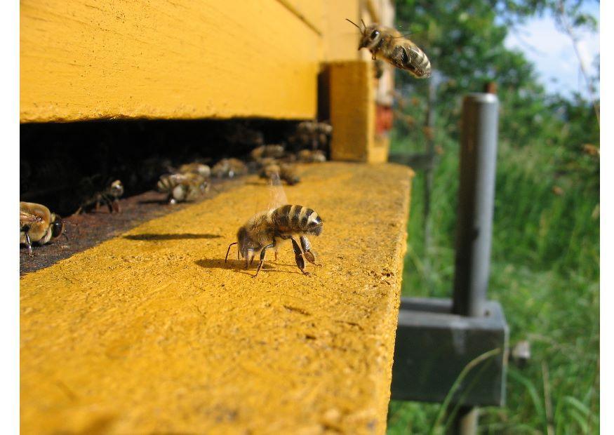 Foto ape mellifera