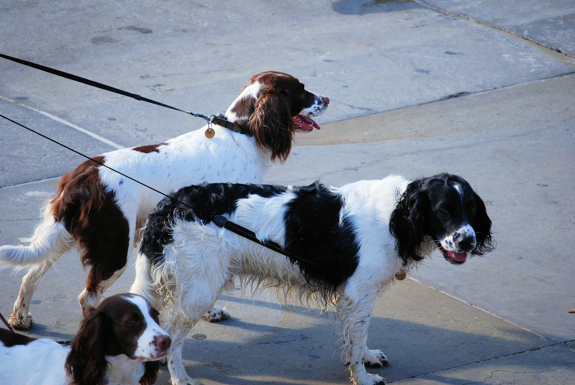 Foto cani al guinzaglio