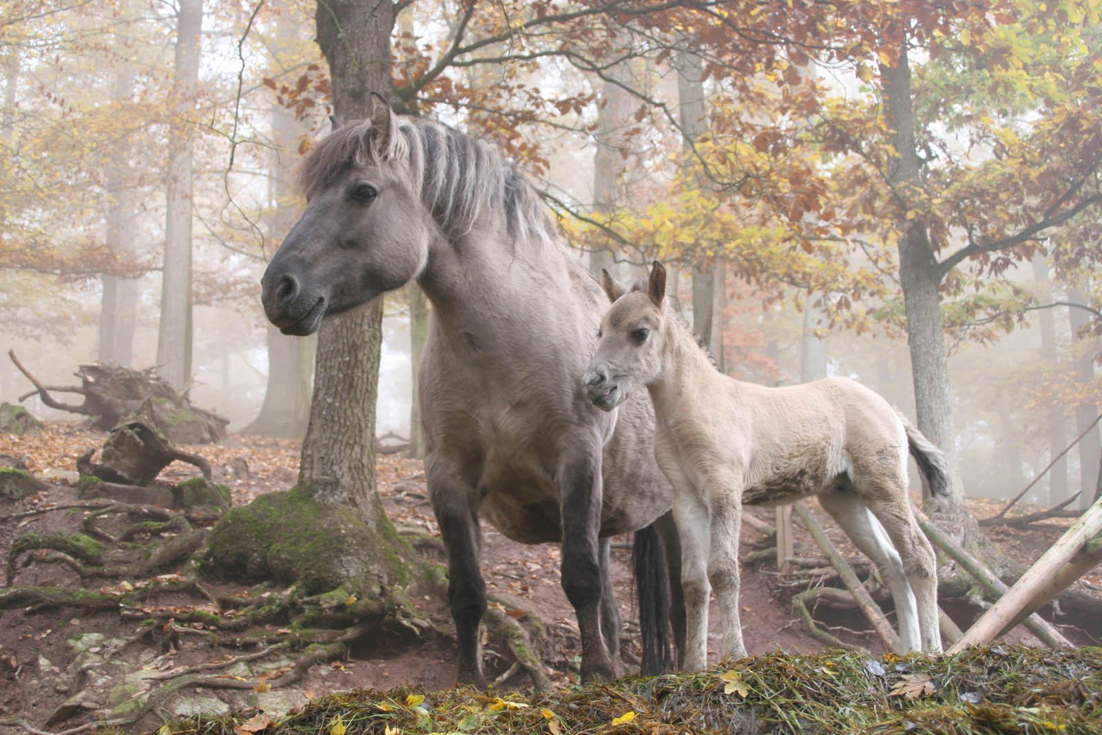 Foto cavalli selvatici