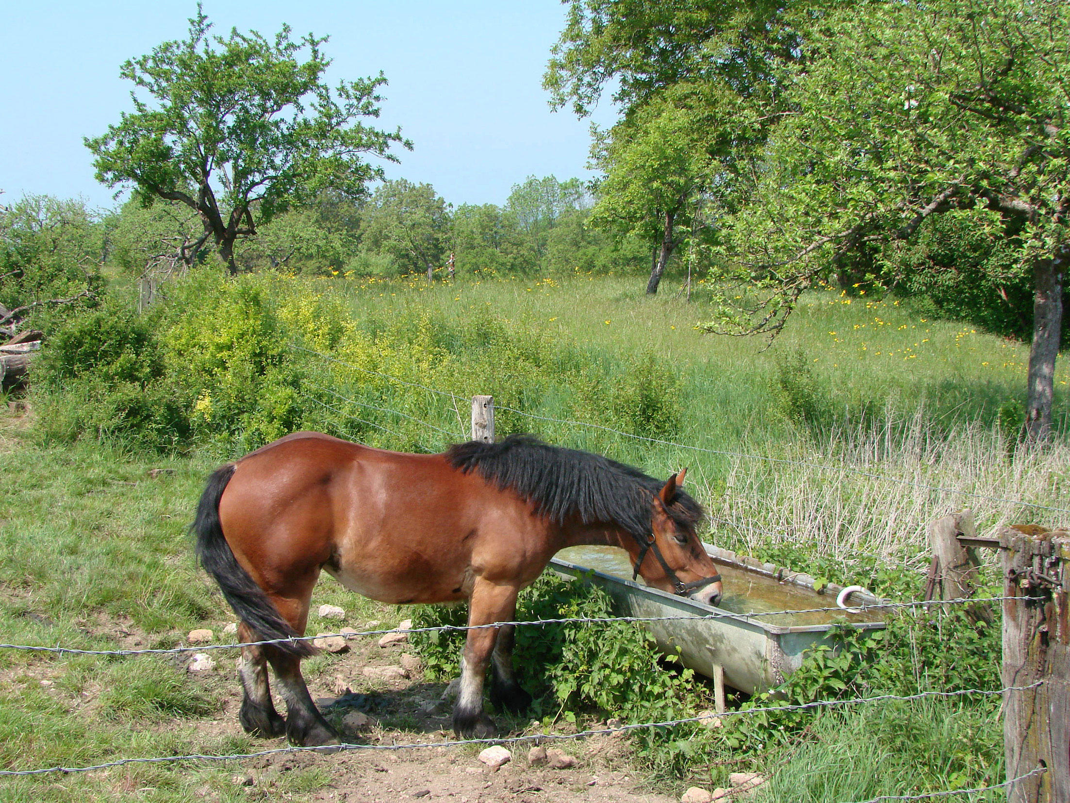 Foto cavallo nel prato