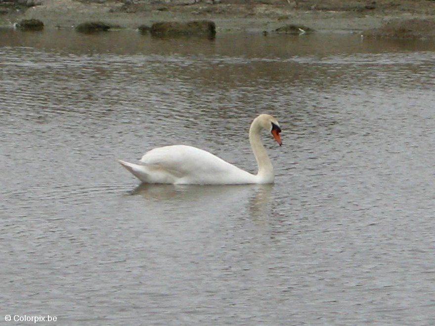 Foto cigno 1