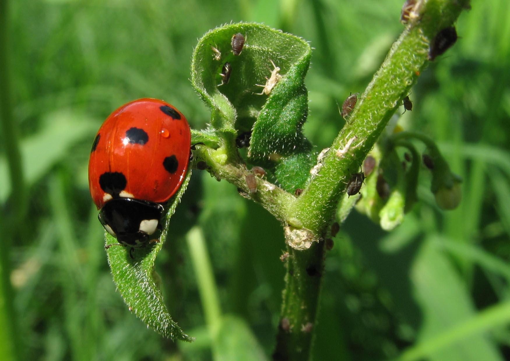 Foto coccinella con afidi