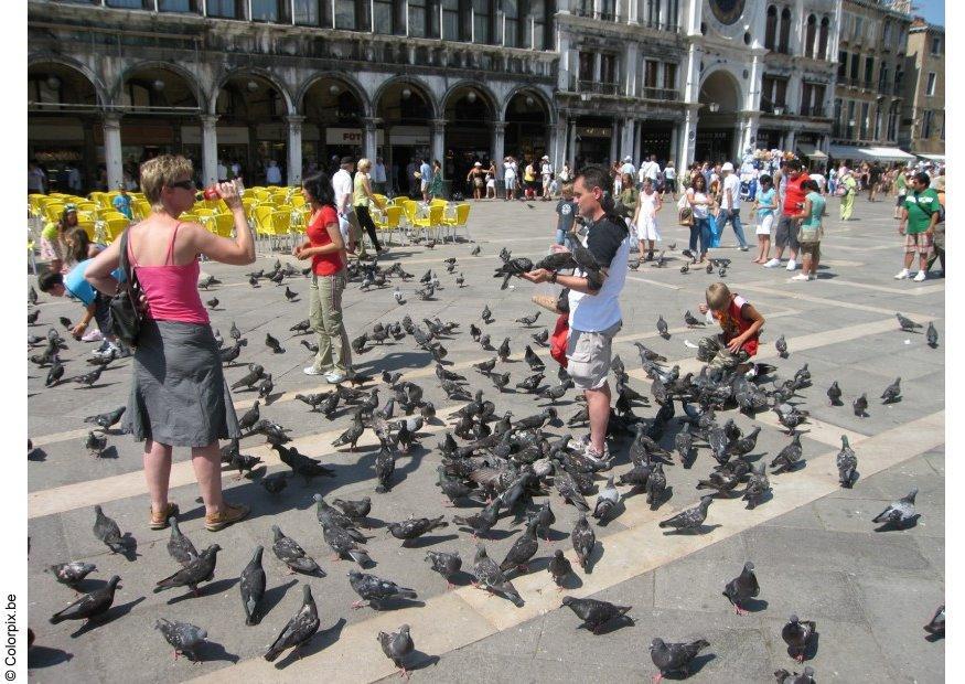 Foto dare da mangiare ai piccioni in piazza san marco