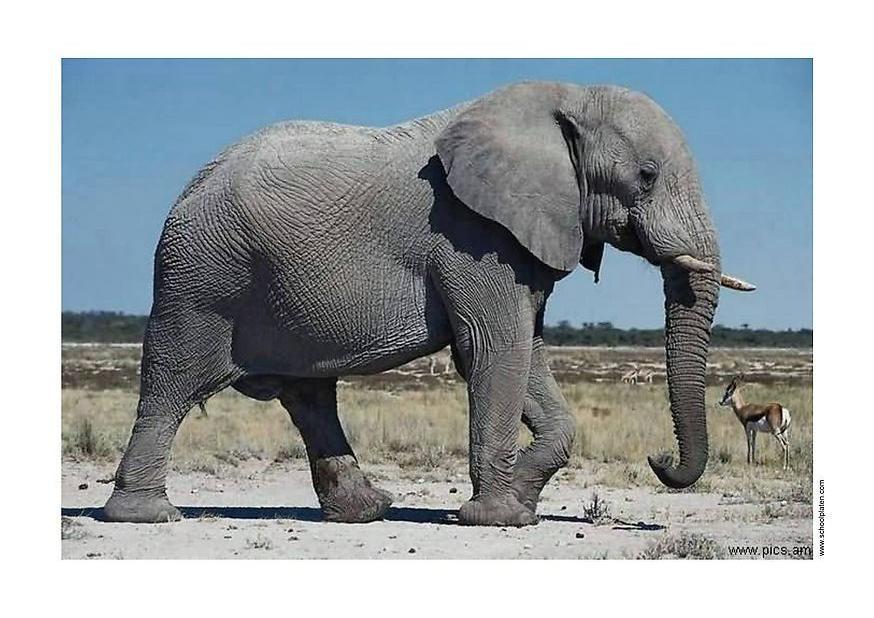 Foto elefante