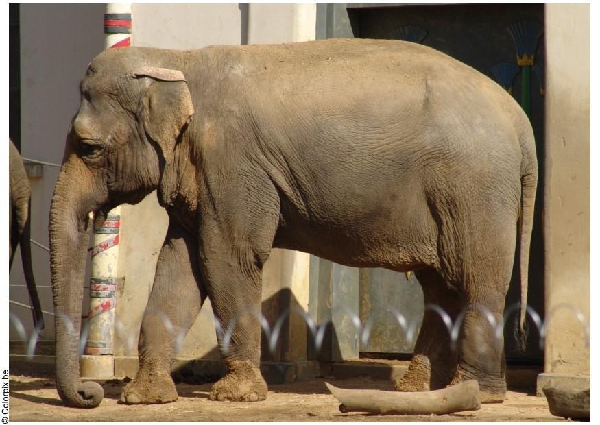 Foto elefante