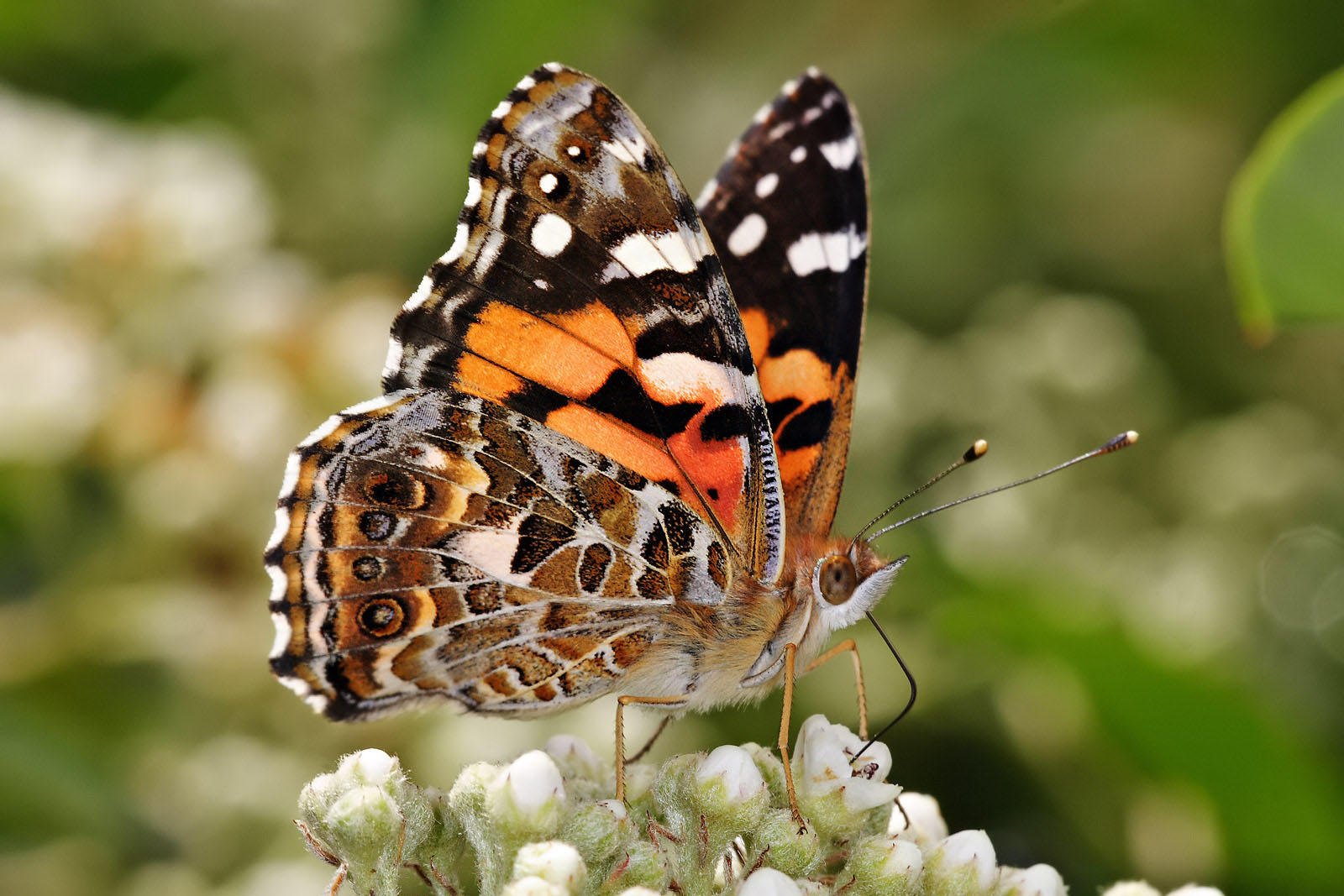 Foto farfalla - painted lady australiana