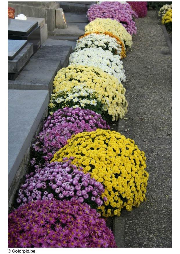 Foto fiori al cimitero