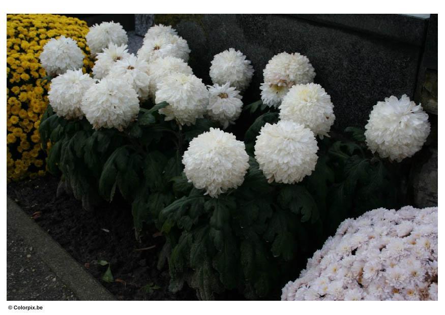 Foto fiori al cimitero