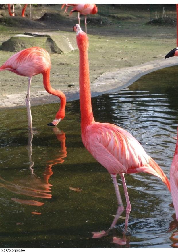 Foto flamengo