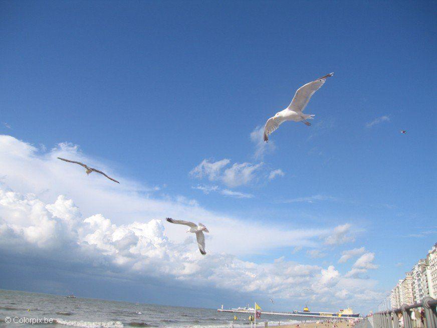 Foto gabbiani sulla spiaggia