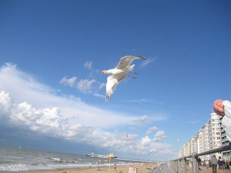 Foto gabbiani sulla spiaggia